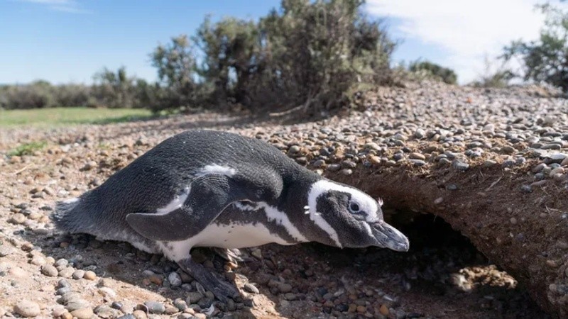 La transmisión se realiza en la Isla Tova, la cual alberga una de las colonias de pingüinos de Magallanes.