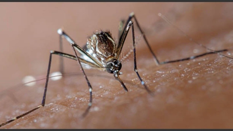 Una fecha clave para promover la reflexión sobre el impacto de estas patologías, visibilizar el trabajo de quienes enfrentan su carga cotidiana y fomentar un mayor apoyo político, social y sanitario.