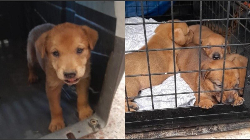 Rescataron a nueve cachorros gracias a la intervención de vecinos