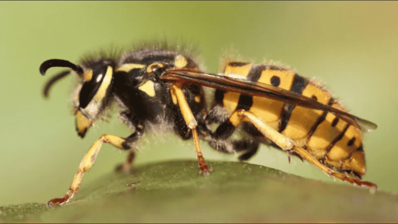 Avance de avispas carnívoras en destinos turísticos del sur argentino.
