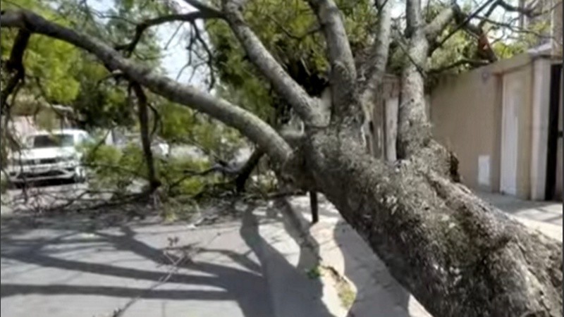 Árbol caído en Colombia al 1100.
