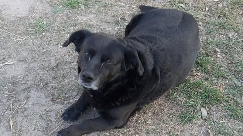 Garrafa, el perro predilecto de la UNL, muerto a manos de un pitbull.