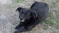 Garrafa, el perro predilecto de la UNL, muerto a manos de un pitbull.