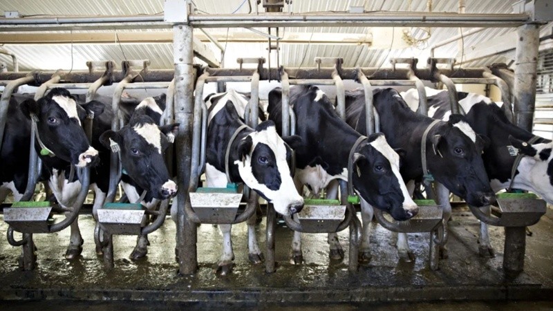 Qué productos son los que Estados Unidos podrá vender sin aranceles a Argentina a partir del acuerdo comercial.