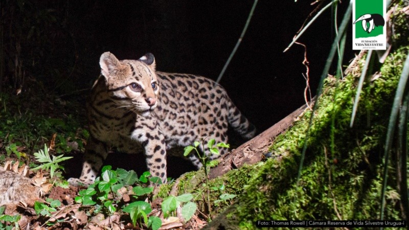 Huellita, la ocelote más longeva del mundo, vive en Misiones. (Foto: Fundación Fauna Silvestre)