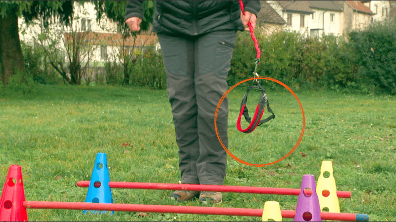 Correa vacía y paseo completo, la tendencia que nació en Alemania.