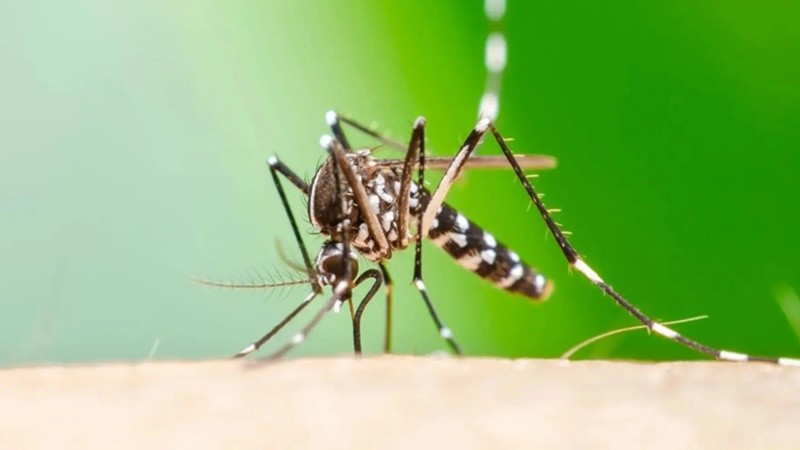Esta enfermedad es una de las transmitidas por el mosquito vector Aedes aegypti, al igual que el dengue
