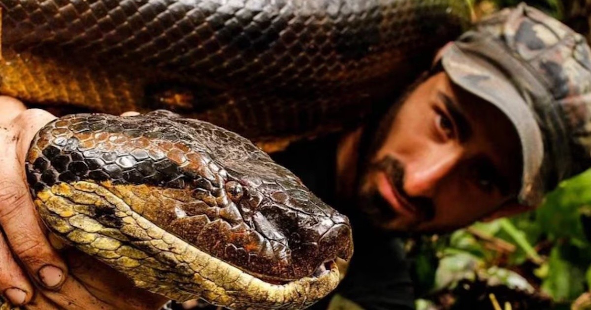 Anaconda Encounter: Naturalist’s Risky Amazon Experiment & Conservation Fight - News Directory 3