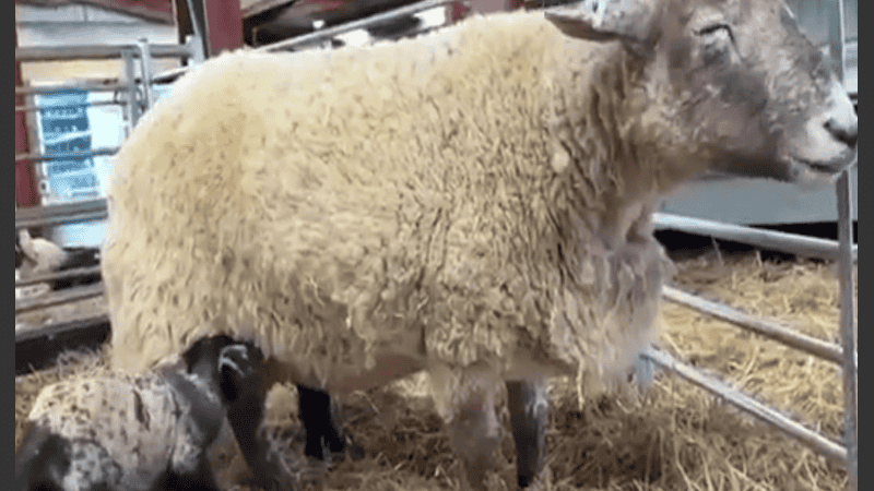 Fiona dio a luz a un macho y una hembra.