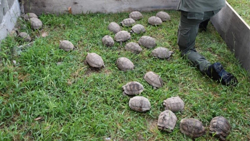 Los gendarmes hallaron 150 tortugas encimadas en cajas y bolsas dentro del camión.
