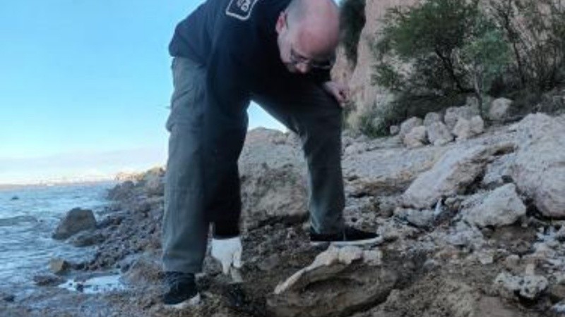 Entre los restos hallados se encuentra un fémur de 53 centímetros de largo, articulado con una cadera y dos vértebras, pertenecientes a un ejemplar de gran tamaño.