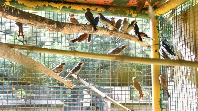 Parte de los animales rescatados.