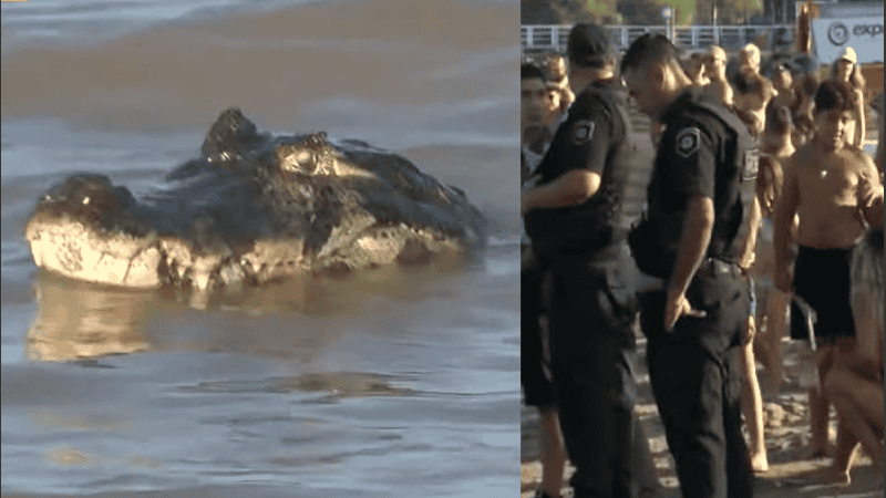 El ejemplar pasó el límite de las boyas y quedó a pocos metros de la costa.