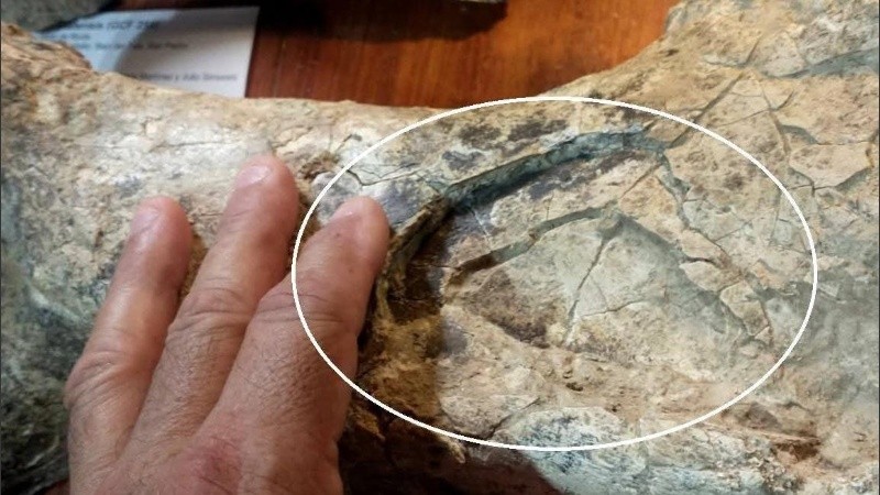 Los toxodontes fueron herbívoros de gran talla, con una masa corporal cercana a los 1.000 kilogramos.