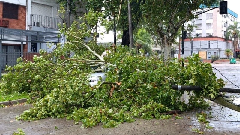 A pesar del paro, las cuadrillas municipales trabajan para retirar árboles caídos y enderezar columnas. La línea 103 está abierto para reclamos telefónicos.