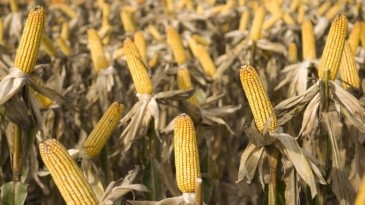 La cadena maicera espera un guiño del Gobierno.