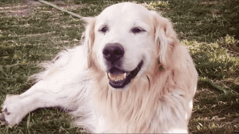 Desde el MPA lo homenajearon destacando su compromiso y la huella que dejó tanto en el equipo que lo acompañó como en las familias a las que ayudó.