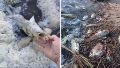 Alarma por la aparición de una gran cantidad de peces muertos en el río Carcarañá.