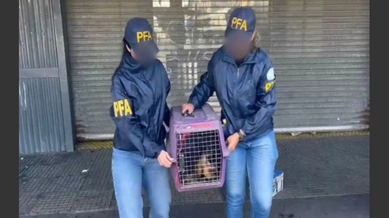 Rescataron a un mono de tres meses que estaba siendo trasladado por una mujer