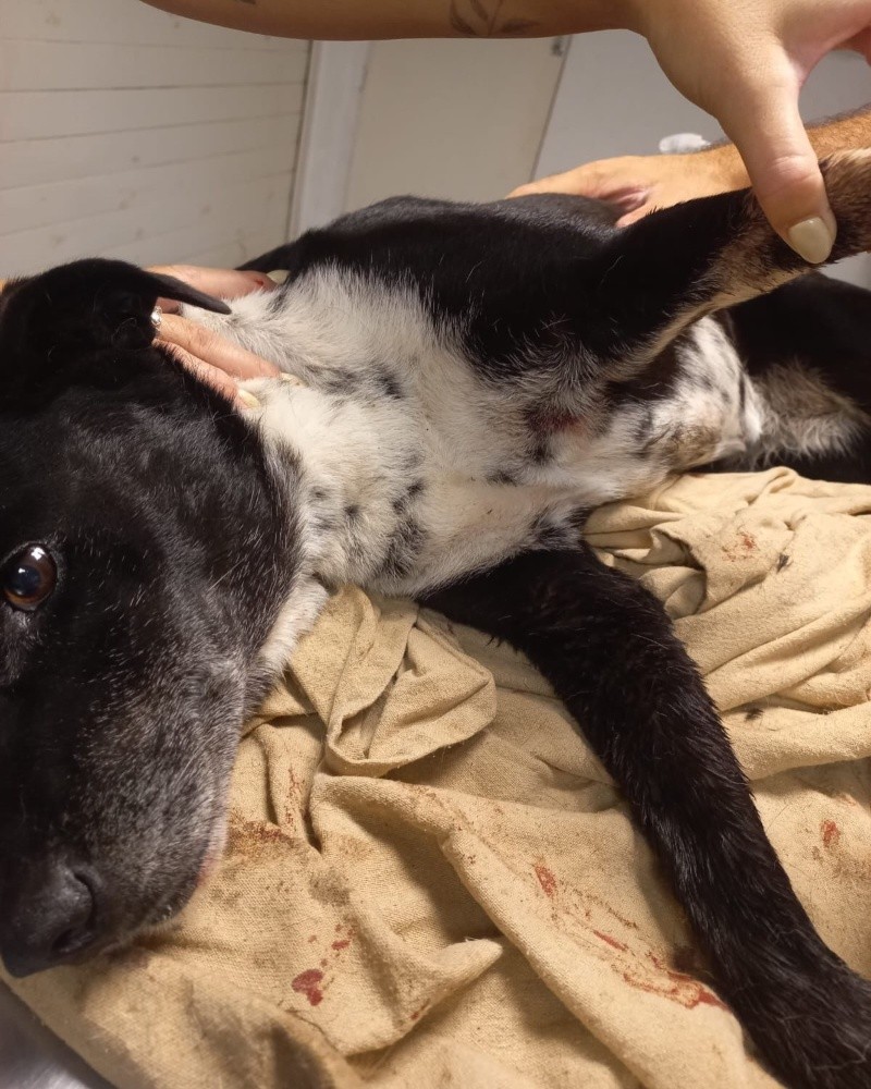 La herida mortal de Negrita.