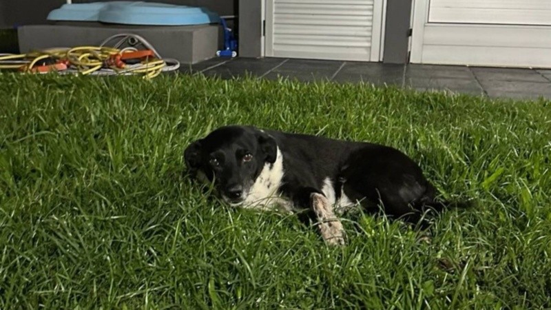 Negrita, herida, fue socorrida por un vecino.