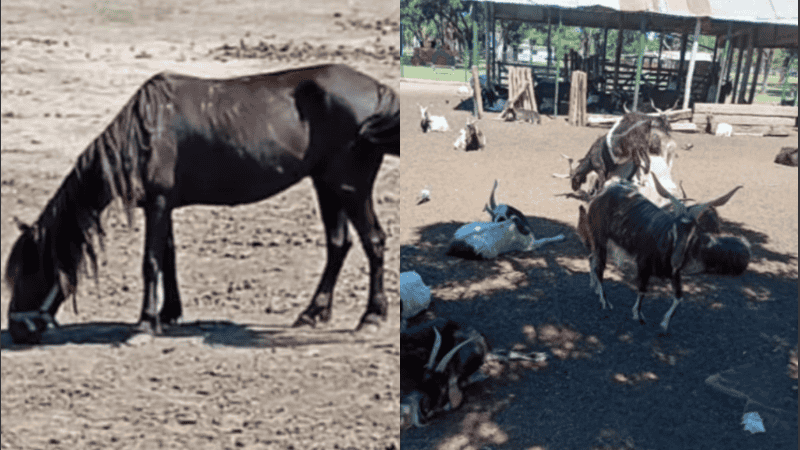 “Los animales la estaban pasando mal. Estaban atados y eran de la calle