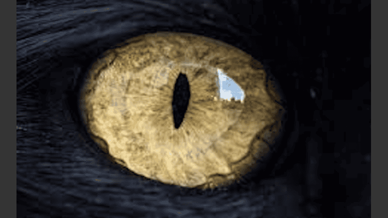 Los autores creen que la técnica abre una vía para explorar futuros evolutivos.