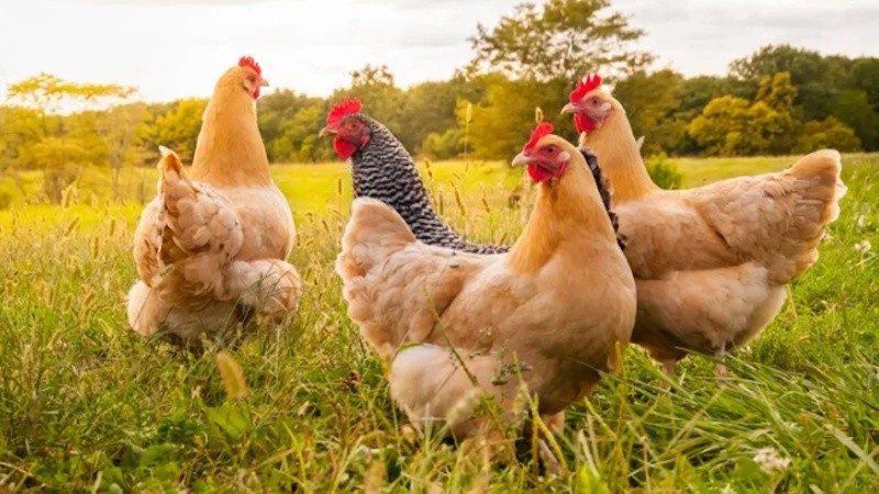 El organismo detecto la enfermedad en un establecimiento de reproductores de Ranchos, en la provincia de Buenos Aires.