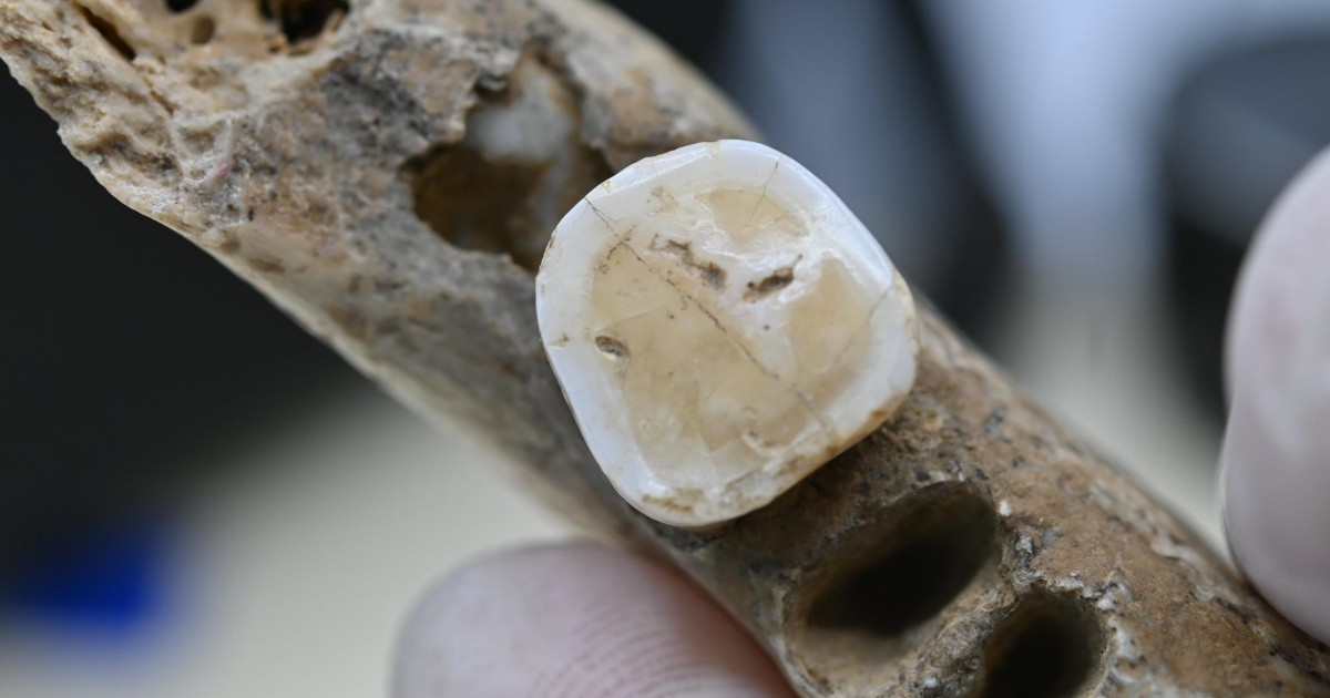 Evidencia de Canibalismo: Cerebros Humanos Consumidos hace 18.000 Años en Polonia - tecnología news from Rosario3