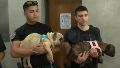 Rescataron a dos bulldogs franceses que se encontraban en estado de abandono.