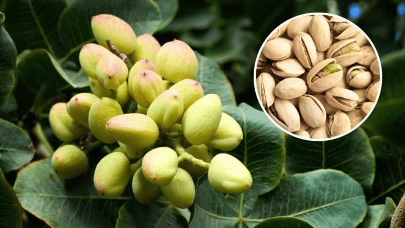 El fruto seco con más de 9.000 años que hoy conquista la gastronomía.&nbsp;