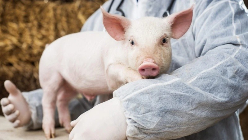 Puede resultar peligrosa para personas vulnerables, como embarazadas, niños pequeños, mayores de 65 años o individuos con enfermedades crónicas o el sistema inmunitario debilitado.