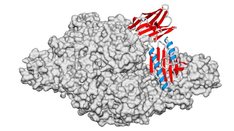 La investigación obtuvo financiamiento internacional para avanzar con la nueva etapa.