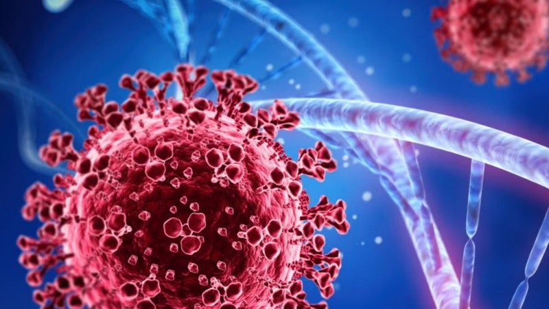 “Los coronavirus son muy peligrosos por su capacidad de generar nuevas variantes capaces de infectar a humanos tras circular en reservorios animales”, indicaron desde la investigación.