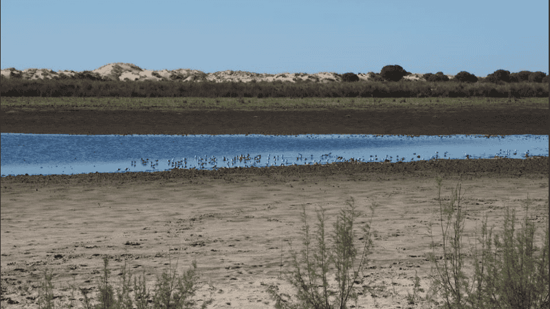 La potencial pérdida de Doñana tendría implicaciones mucho más allá de España.