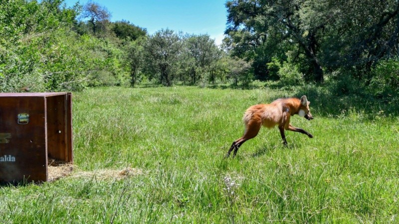 El aguará guazú fue hallado en malas condiciones, curado y liberado en una zona rural de Alejandra.