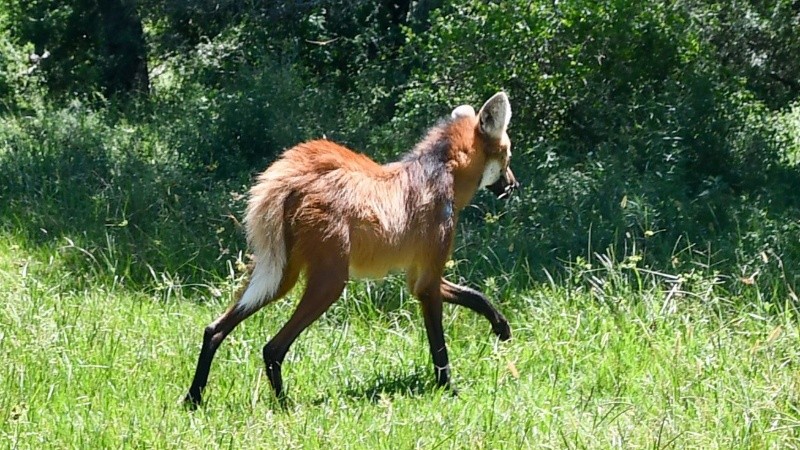 El aguará guazú fue hallado en malas condiciones, curado y liberado en una zona rural de Alejandra.