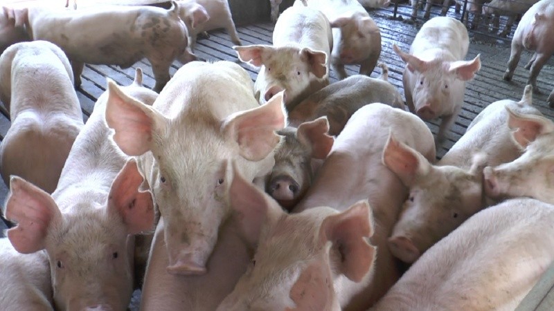 Destacan un fuerte crecimiento de la producción y las exportaciones en el sector porcino.