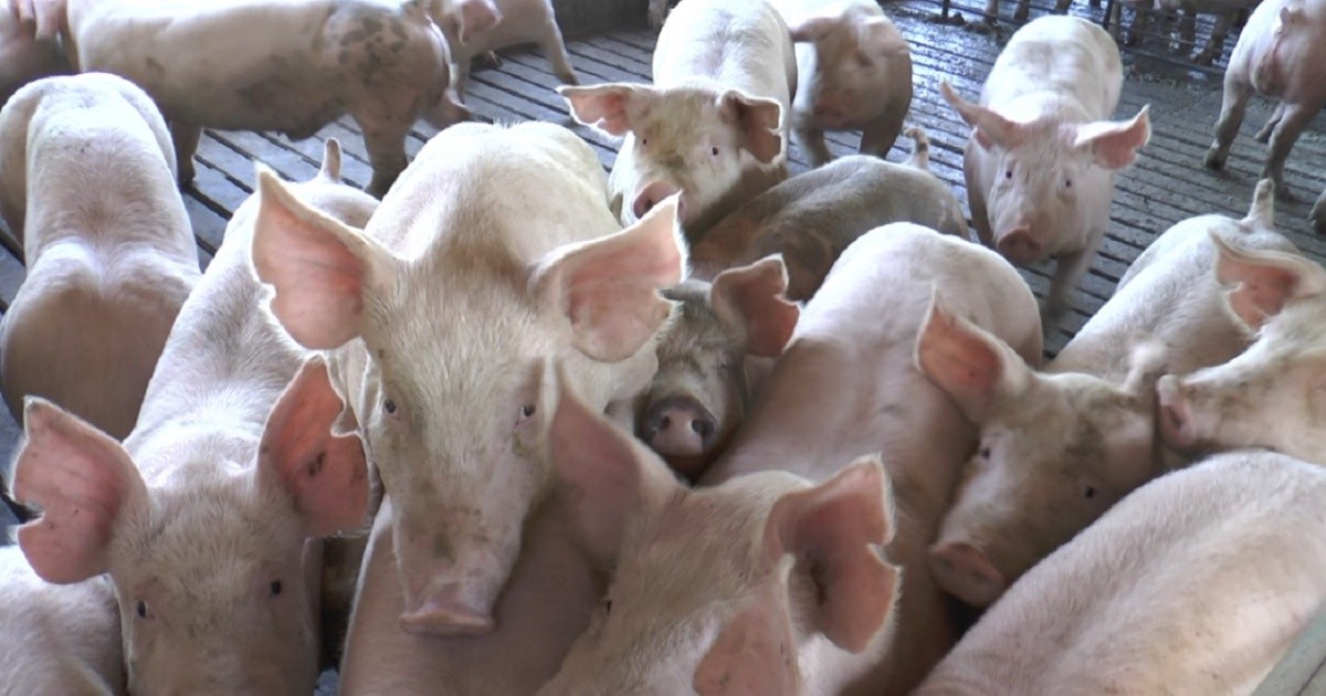 Crecimiento porcino: buenos números, preguntas pendientes para la política y el mercado