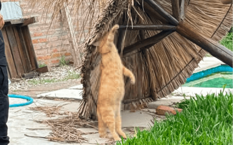 &nbsp;Así lo encontraron al animal. 