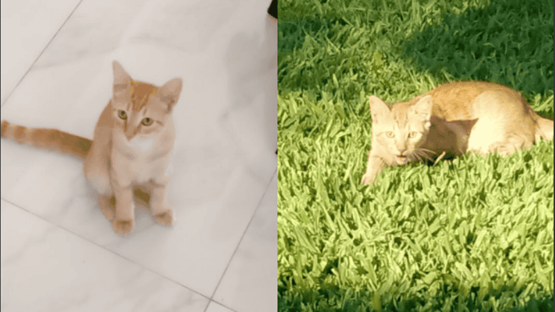 Ninguna cámara de los vecinos registró el hecho porque las bloquearon”, explicaron.