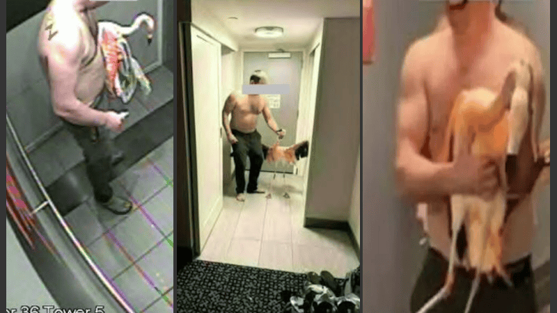 Peachy sufrió una grave lesión en el ala, que le fue 