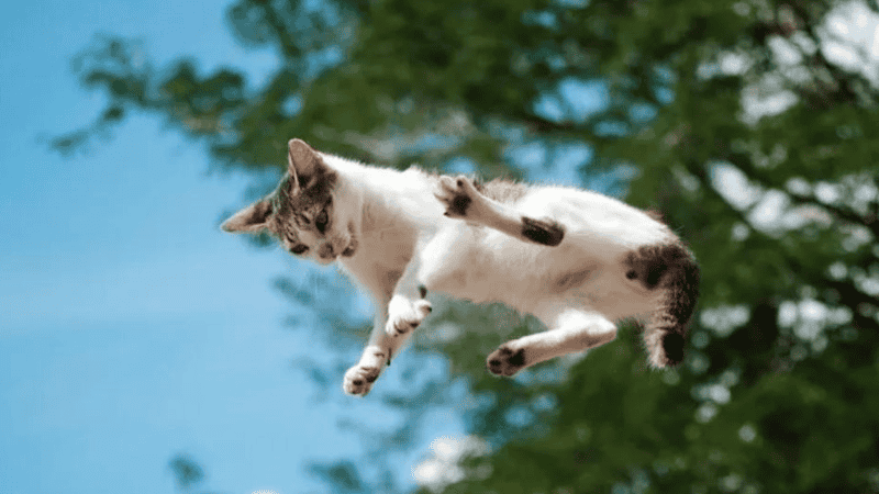 La columna torácica de un gato, situada en la parte media de la espalda, es casi tres veces más flexible que su columna lumbar.