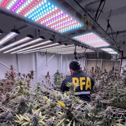 Desmantelaron un vivero indoor en el que cultivaban más de 200 plantas de marihuana de alta calidad.