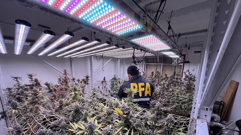 Desmantelaron un vivero indoor en el que cultivaban más de 200 plantas de marihuana de alta calidad.