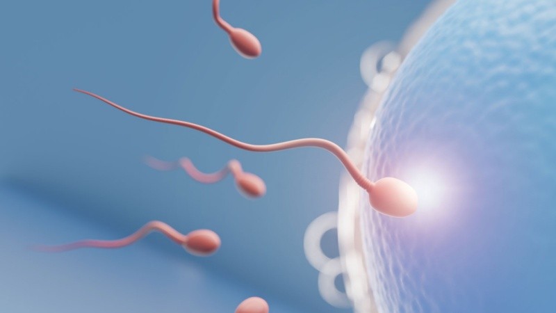 El eje hipotálamo-hipófiso-gonadal regula muchos procesos relacionados con la reproducción