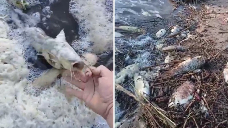 Alarma por la aparición de una gran cantidad de peces muertos en el río Carcarañá.