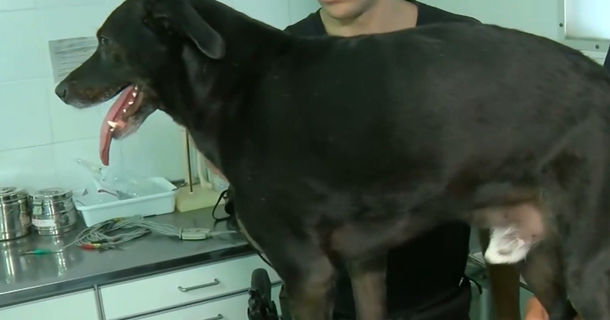 Perro atendido por un veterinario tras un hecho de maltrato en Rosario