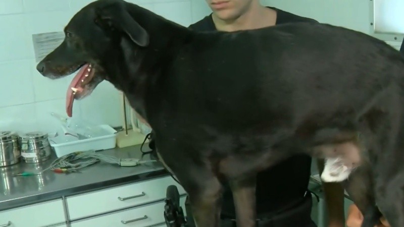 El perro en la clínica de Cossia.