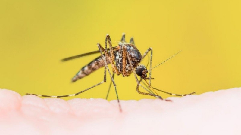 Los casos continúan registrándose en 2026 con detección en áreas más allá de los focos tradicionales de la cuenca amazónica.